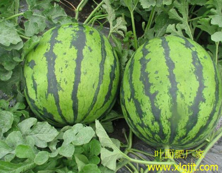 西瓜不甜原因 西瓜不甜原因