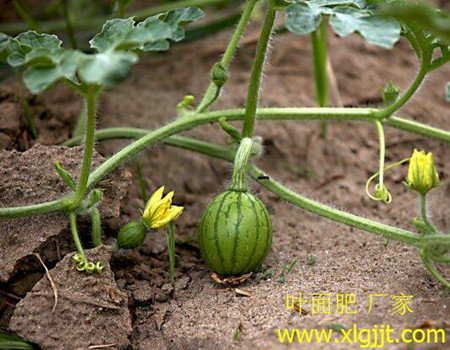 西瓜葉面肥選擇 西瓜葉面肥選擇