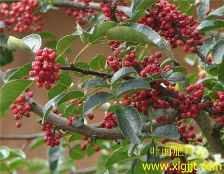 花椒樹噴葉面肥時間 花椒樹噴葉面肥時間