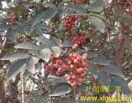 花椒樹葉面噴施注意 花椒樹葉面噴施注意