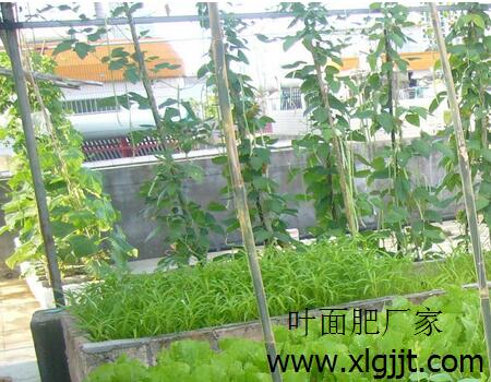 葉菜葉面肥選擇 葉菜葉面肥選擇