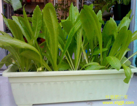 家庭盆栽油麥菜 家庭盆栽油麥菜