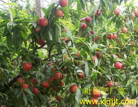 大棚油桃葉面肥噴施時(shí)間 大棚油桃葉面肥噴施時(shí)間