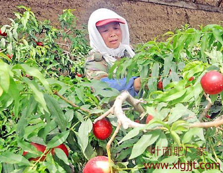 油桃葉面肥選擇標(biāo)準(zhǔn) 油桃葉面肥選擇標(biāo)準(zhǔn)