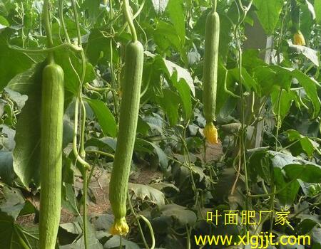 大棚絲瓜噴葉面肥好處 大棚絲瓜噴葉面肥好處