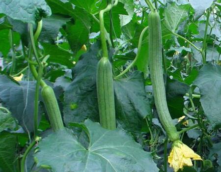 絲瓜葉面肥噴施技巧 絲瓜葉面肥噴施技巧