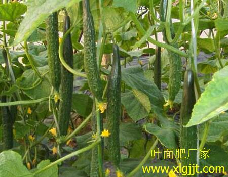 黃瓜噴施葉面肥效果 黃瓜噴施葉面肥效果