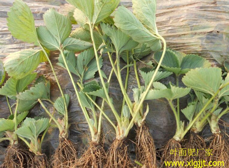 草莓葉面肥選擇注意 草莓葉面肥選擇注意