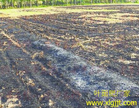 草木灰自制葉面肥 草木灰自制葉面肥