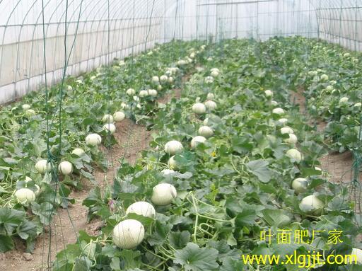 甜瓜噴施葉面肥較佳時間 甜瓜噴施葉面肥較佳時間