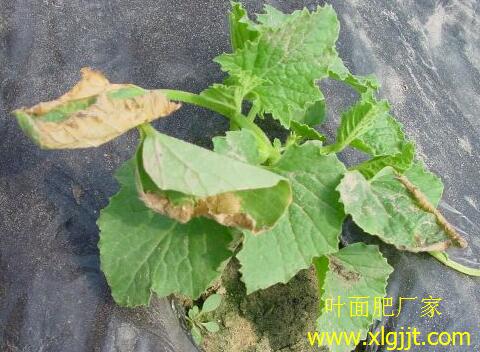 甜瓜苗凍害補救措施 甜瓜苗凍害補救措施