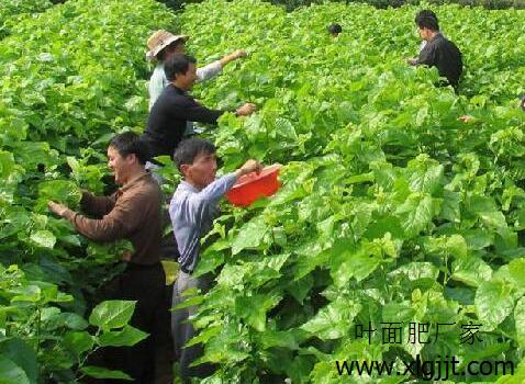 桑葉葉面肥選擇 桑葉葉面肥選擇