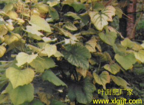 葡萄葉缺鐵癥狀 葡萄葉缺鐵癥狀