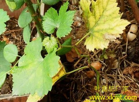 葡萄葉缺氮癥狀 葡萄葉缺氮癥狀