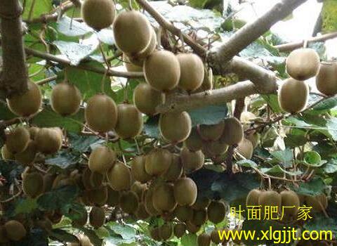 彌猴桃葉面肥選擇 彌猴桃葉面肥選擇