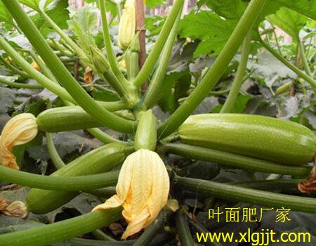 西葫蘆葉面肥選擇與噴施 西葫蘆葉面肥選擇與噴施