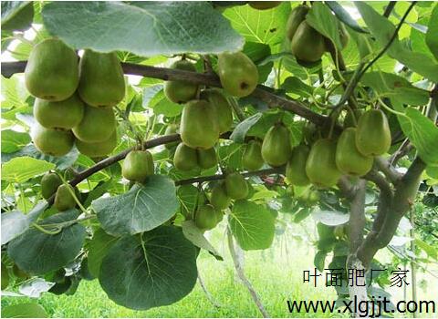 獼猴桃葉面肥選擇及用法 獼猴桃葉面肥選擇及用法