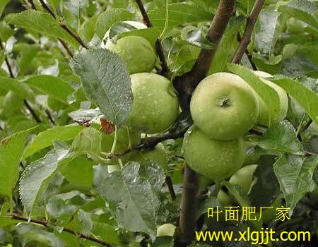 果樹套袋前噴施注意 果樹套袋前噴施注意