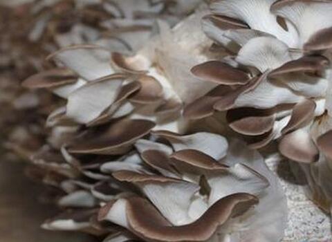 平菇葉面肥選擇 平菇葉面肥選擇