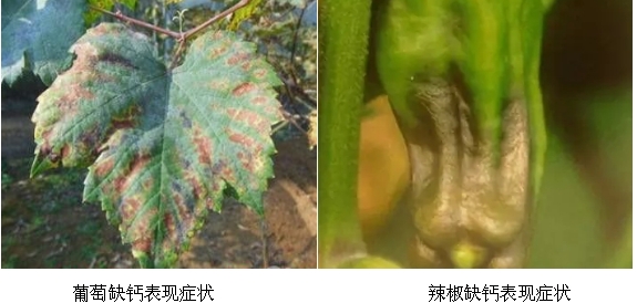 葡萄與辣椒缺鈣癥狀表現(xiàn) 葡萄與辣椒缺鈣癥狀表現(xiàn)