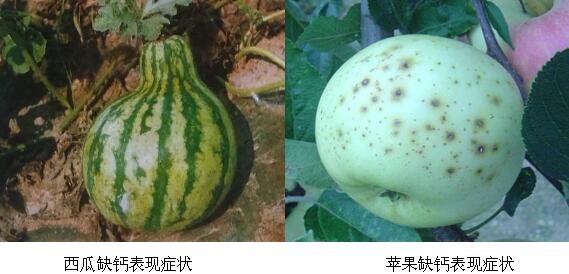 西瓜蘋果缺鈣癥狀表現(xiàn) 西瓜蘋果缺鈣癥狀表現(xiàn)