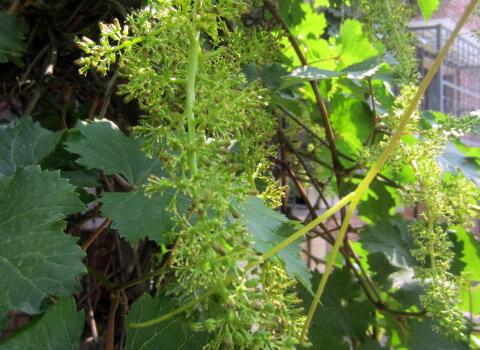 葡萄開花期 葡萄開花期