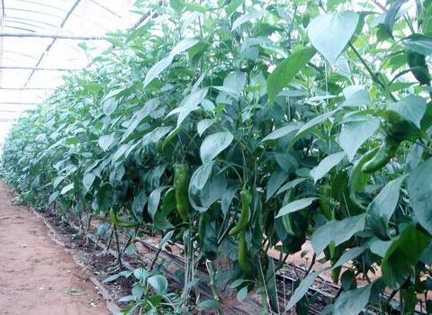 辣椒盛果期葉面肥噴施注意 辣椒盛果期葉面肥噴施注意