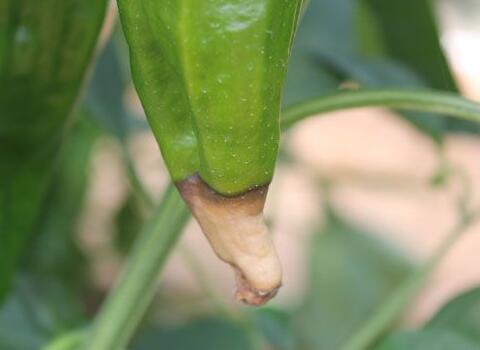 辣椒缺鈣發(fā)生臍腐病癥狀 辣椒缺鈣發(fā)生臍腐病癥狀