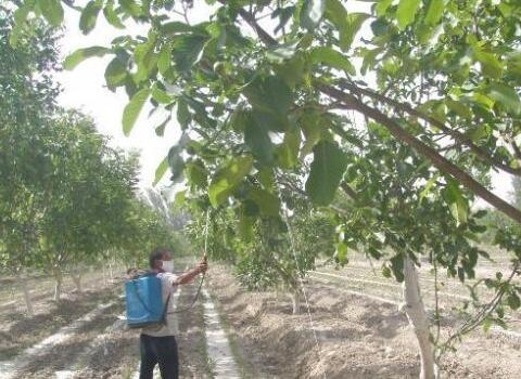 果樹葉面肥噴施方法 果樹葉面肥噴施方法