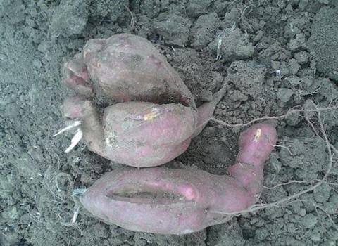 紅薯缺素表現(xiàn) 紅薯缺素表現(xiàn)