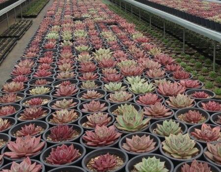 多肉植物養(yǎng)護(hù)技巧 多肉植物養(yǎng)護(hù)技巧