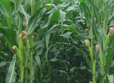 玉米噴葉面肥時(shí)間及效果 玉米噴葉面肥時(shí)間及效果