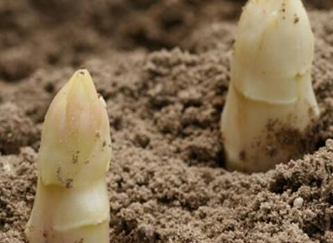 蘆筍葉面肥選擇與使用 蘆筍葉面肥選擇與使用