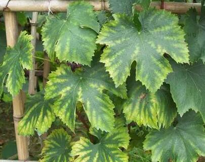 葡萄葉缺鎂發(fā)黃 葡萄葉缺鎂發(fā)黃