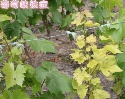 葡萄缺鐵葉子發(fā)黃 葡萄缺鐵葉子發(fā)黃