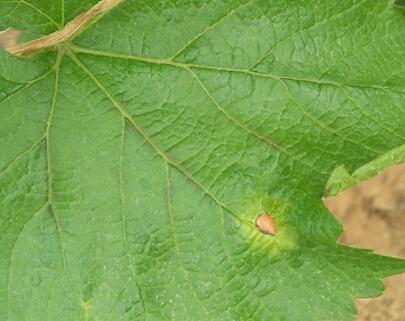 真菌性病害引起葡萄葉發(fā)黃 真菌性病害引起葡萄葉發(fā)黃