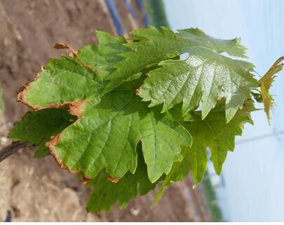 肥害引起葡萄葉子邊緣干枯 肥害引起葡萄葉子邊緣干枯
