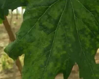 藥害引起葡萄葉發(fā)黃 藥害引起葡萄葉發(fā)黃