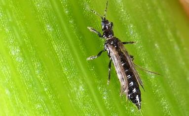 大蔥薊馬 大蔥薊馬