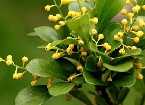 磷酸二氫鉀在米蘭上的應(yīng)用 磷酸二氫鉀在米蘭上的應(yīng)用