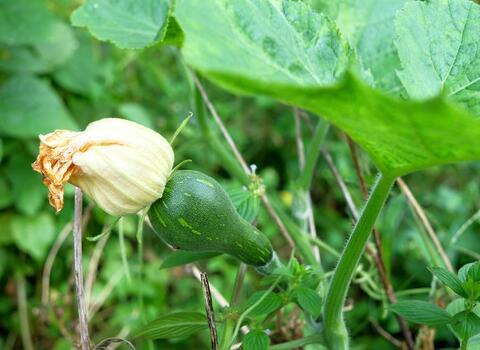 結(jié)瓜期施肥 結(jié)瓜期施肥