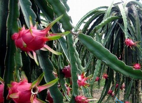 火龍果葉面肥選擇與噴施 火龍果葉面肥選擇與噴施