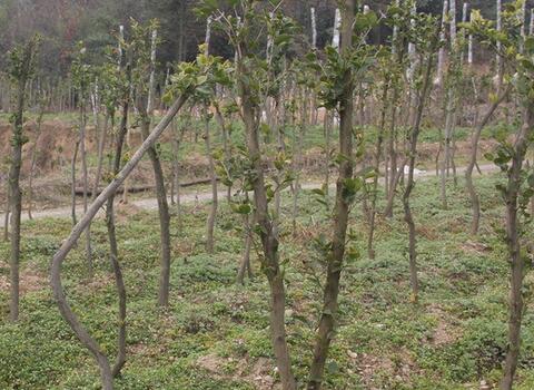 苗木噴施葉面肥技巧 苗木噴施葉面肥技巧