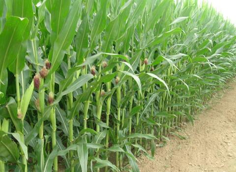 玉米葉面肥噴施時間 玉米葉面肥噴施時間