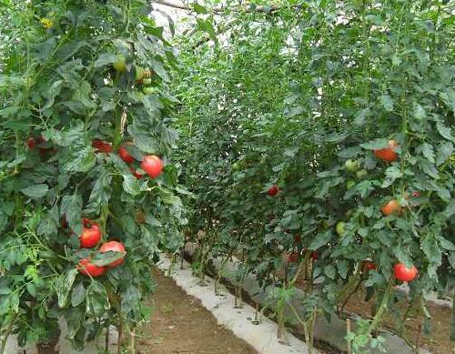 番茄正確選擇葉面肥 番茄正確選擇葉面肥