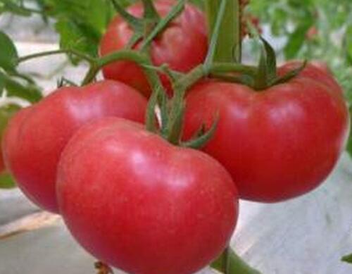 番茄葉面肥使用技術(shù) 番茄葉面肥使用技術(shù)