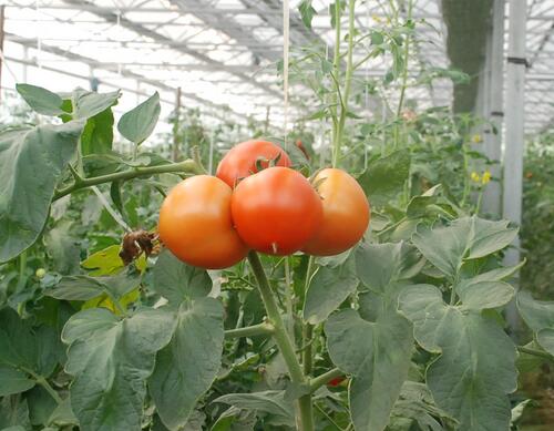 番茄噴施葉面肥時間段 番茄噴施葉面肥時間段