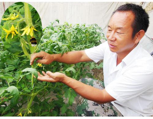 番茄提高座果率方法 番茄提高座果率方法