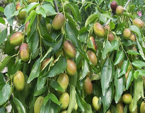 果樹葉面肥介紹 果樹葉面肥介紹