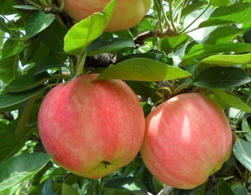 果樹葉面肥施用要點 果樹葉面肥施用要點